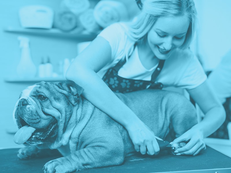 dog groomer with general liability insurance clipping a dog's toenails worry free