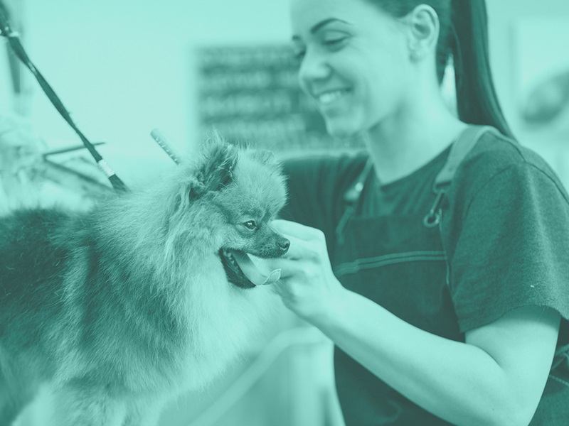 pet care business owner with general liability insurance grooming a Pomeranian dog