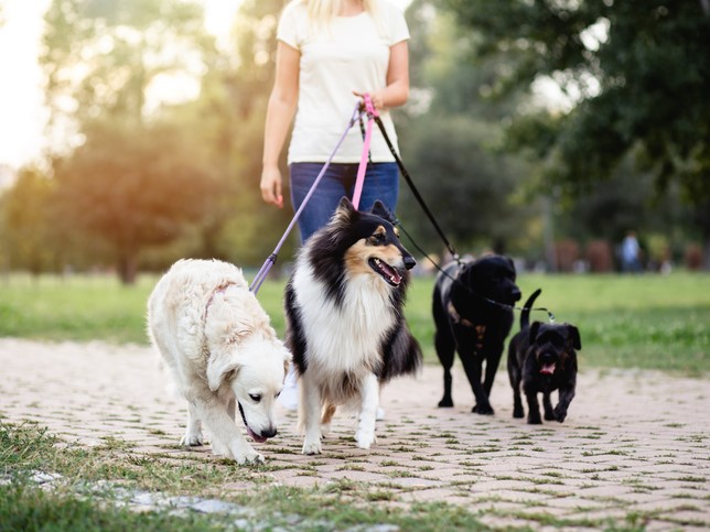 Dog walker walking dogs in the park | Is General Liability insurance required by law?