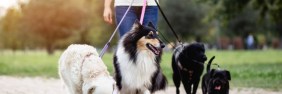 Dog walker walking dogs in the park | Is General Liability insurance required by law?