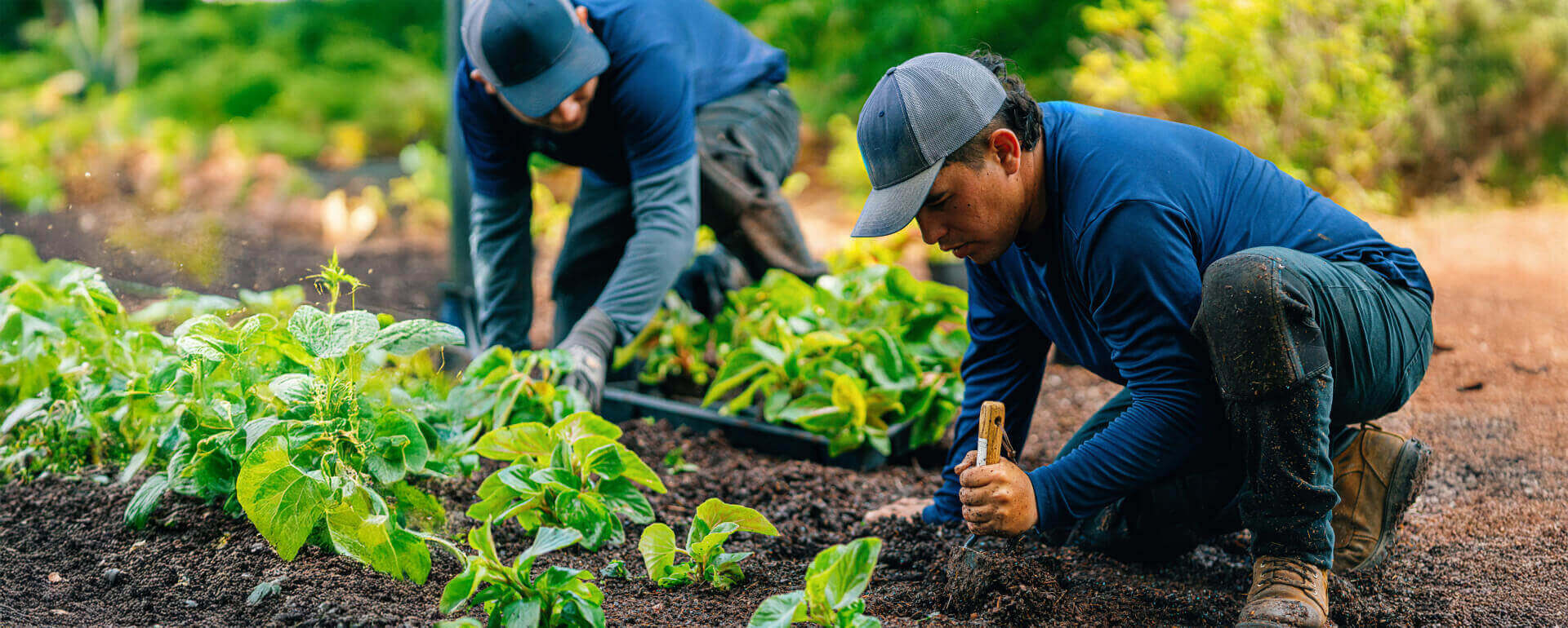 landscapers digging holes in a garden | landscaping business insurance