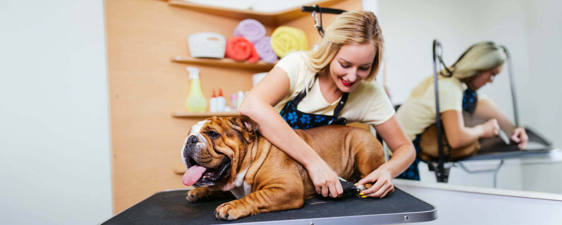 Pet care professional trimming nails of dog on table | pet care business insurance