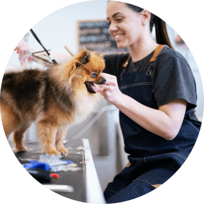 Pet care specialist grooming dog 