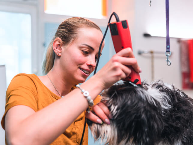 Dog groomer trimming cute Bernadoodle dog